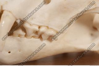 photo reference of skull 0062